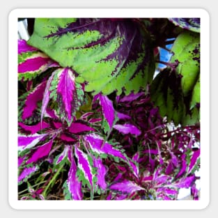 Colorful Plant Leaves Sticker